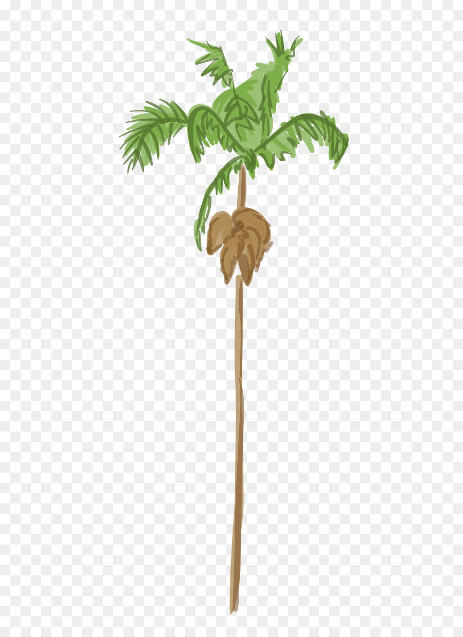 Arecaceae，Arbre PNG