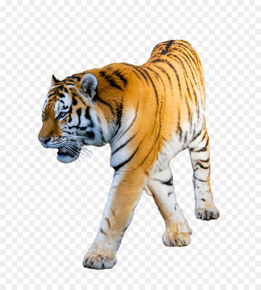 Tigre，Gros Chat PNG