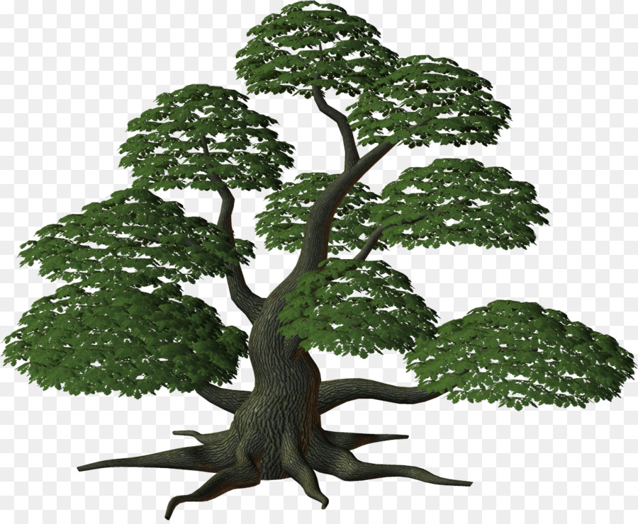 Arbre，Arbuste PNG