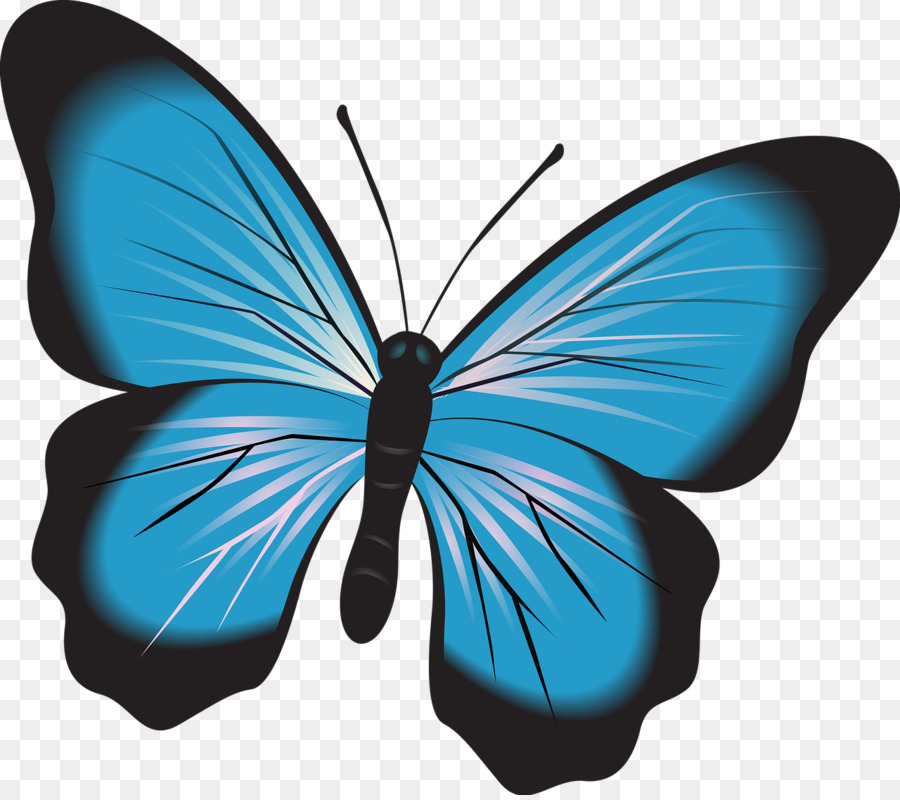 Papillon Bleu Et Noir，Bleu PNG