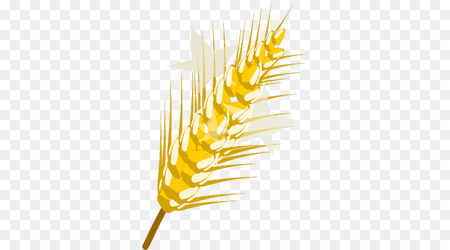 Blé，Grain PNG