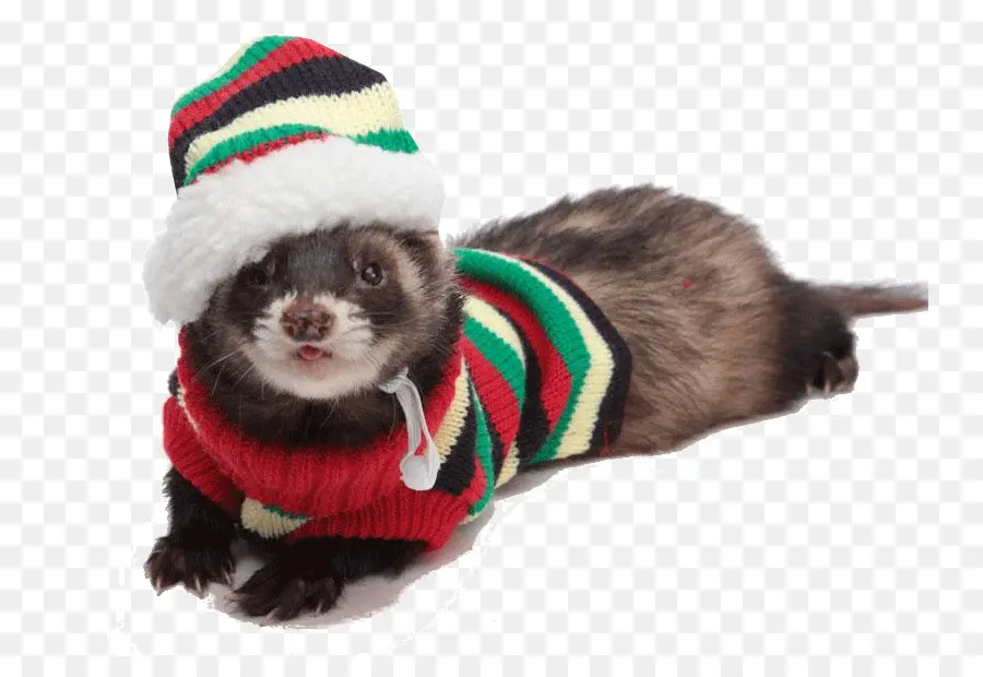 Furet En Pull，Furet PNG