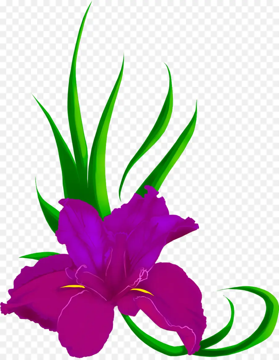 Fleur Violette，Iris PNG