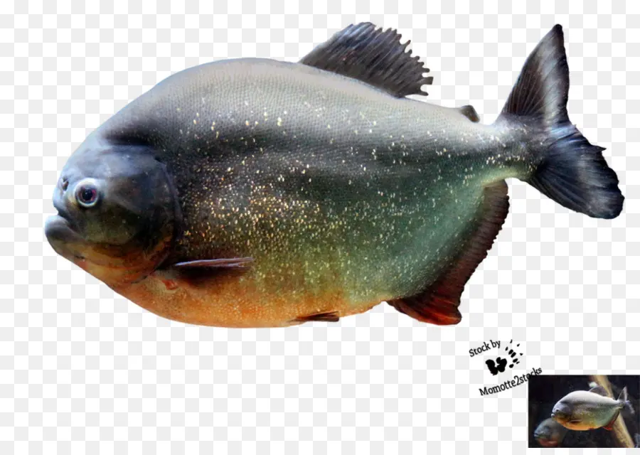 Poisson，Aquatique PNG