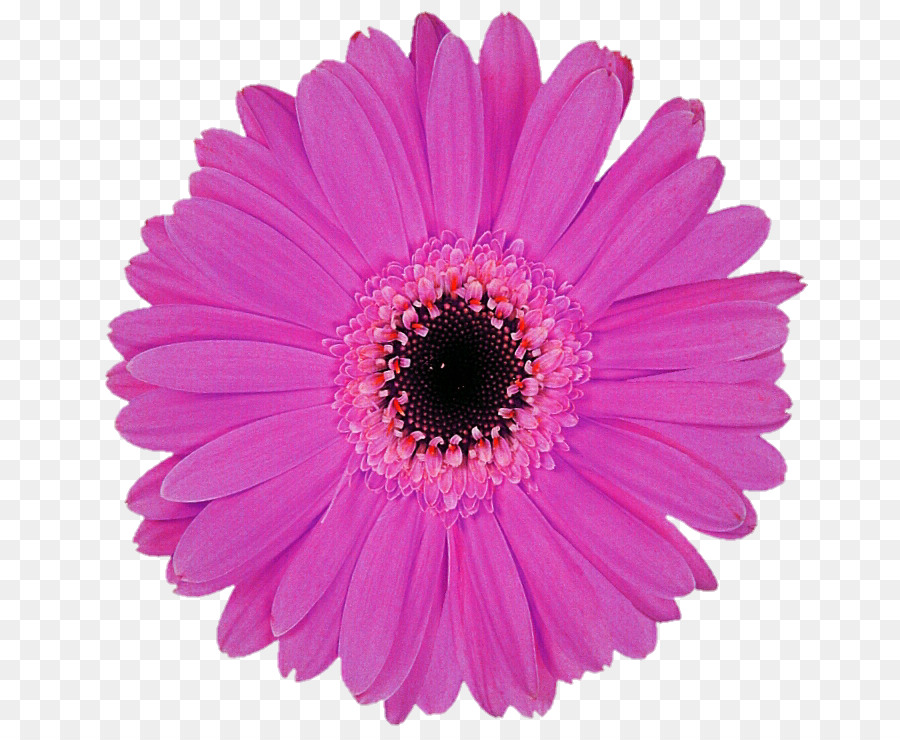 Fleur，Floraison PNG