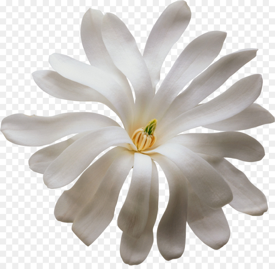 Fleur Blanche，Fleurir PNG