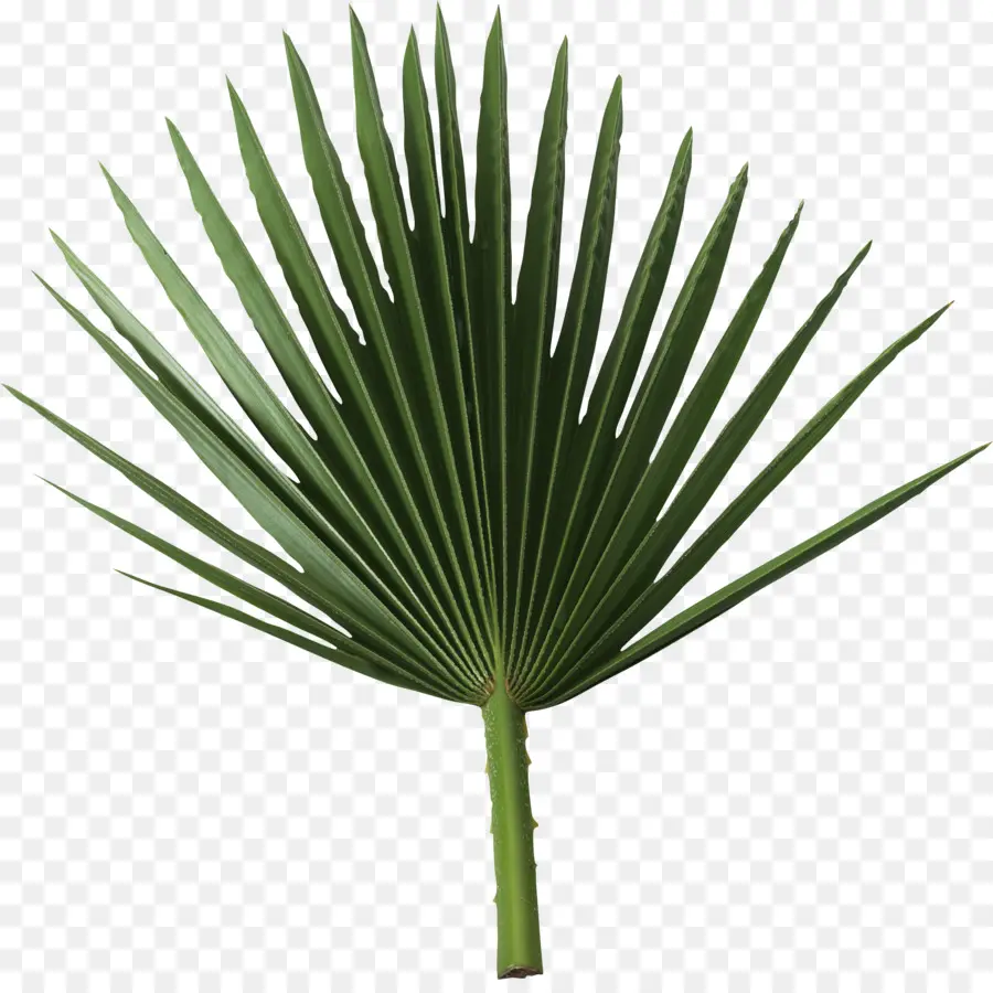 Palme，Feuille PNG