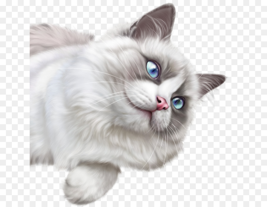 Chat Blanc，Duveteux PNG