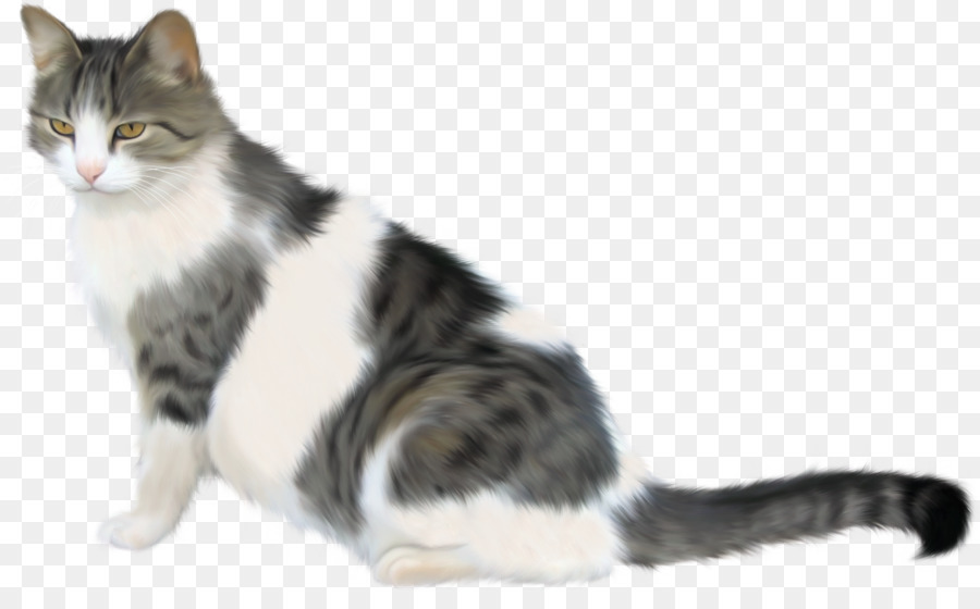 Chat，Tigré PNG