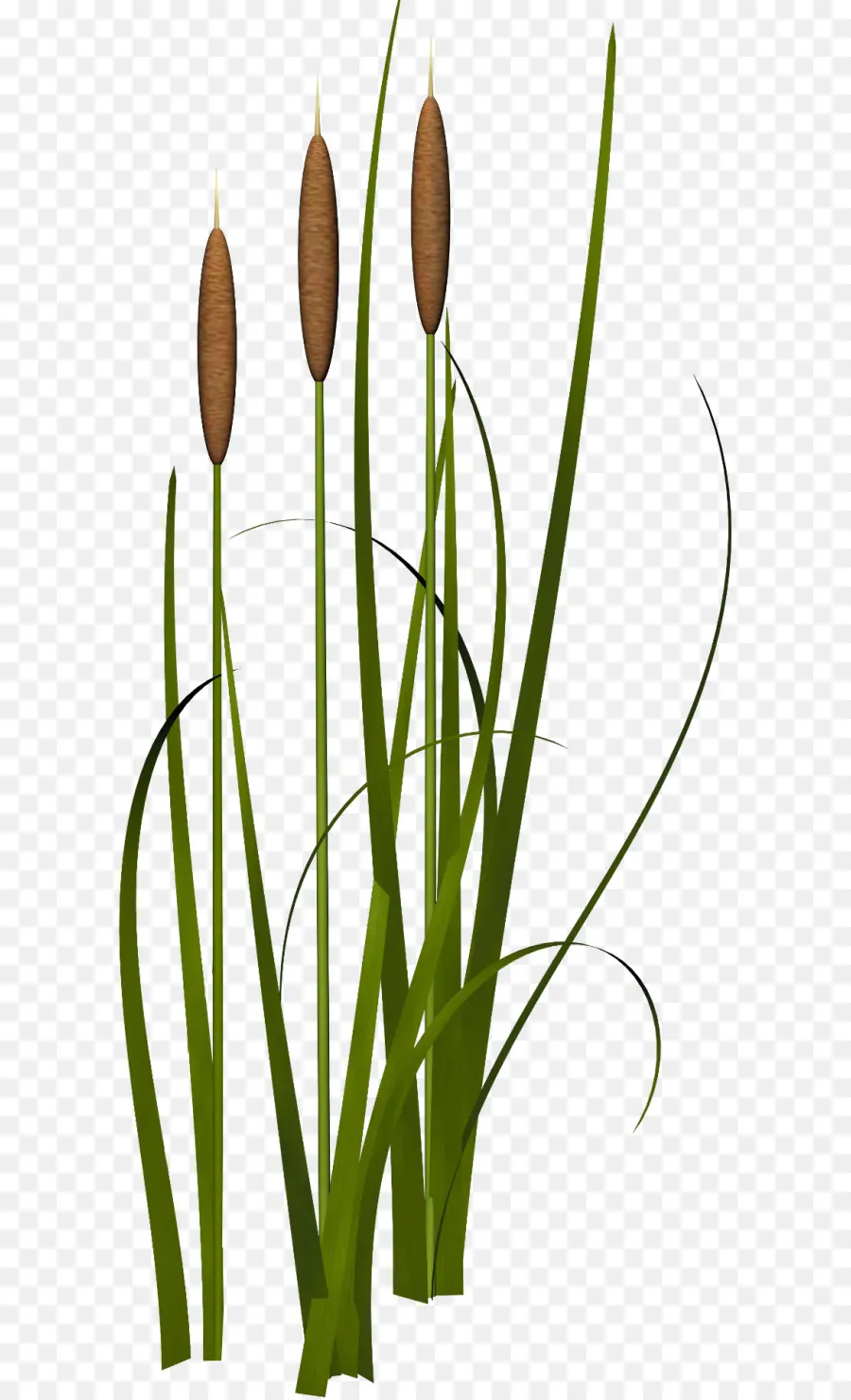 Plante，Les Plantes Aquatiques PNG