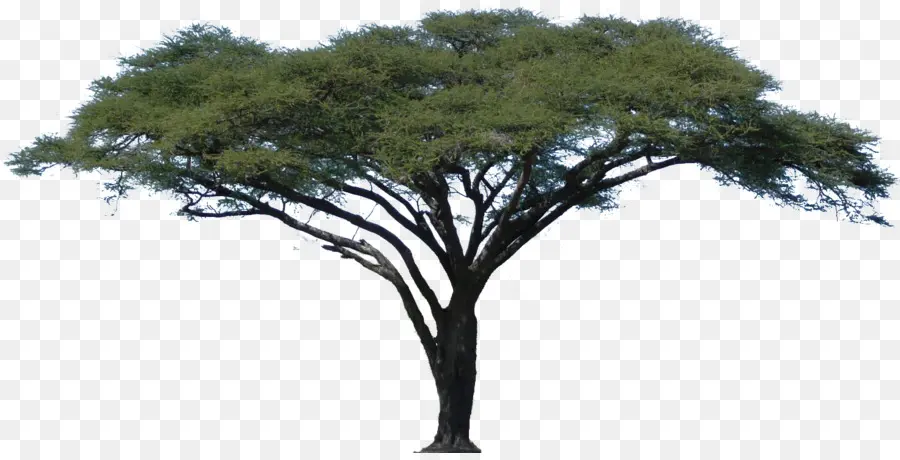 Acacia，Arbre PNG