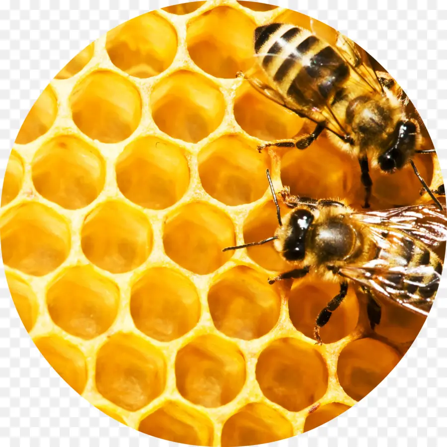 Les Abeilles，Rayon De Miel PNG