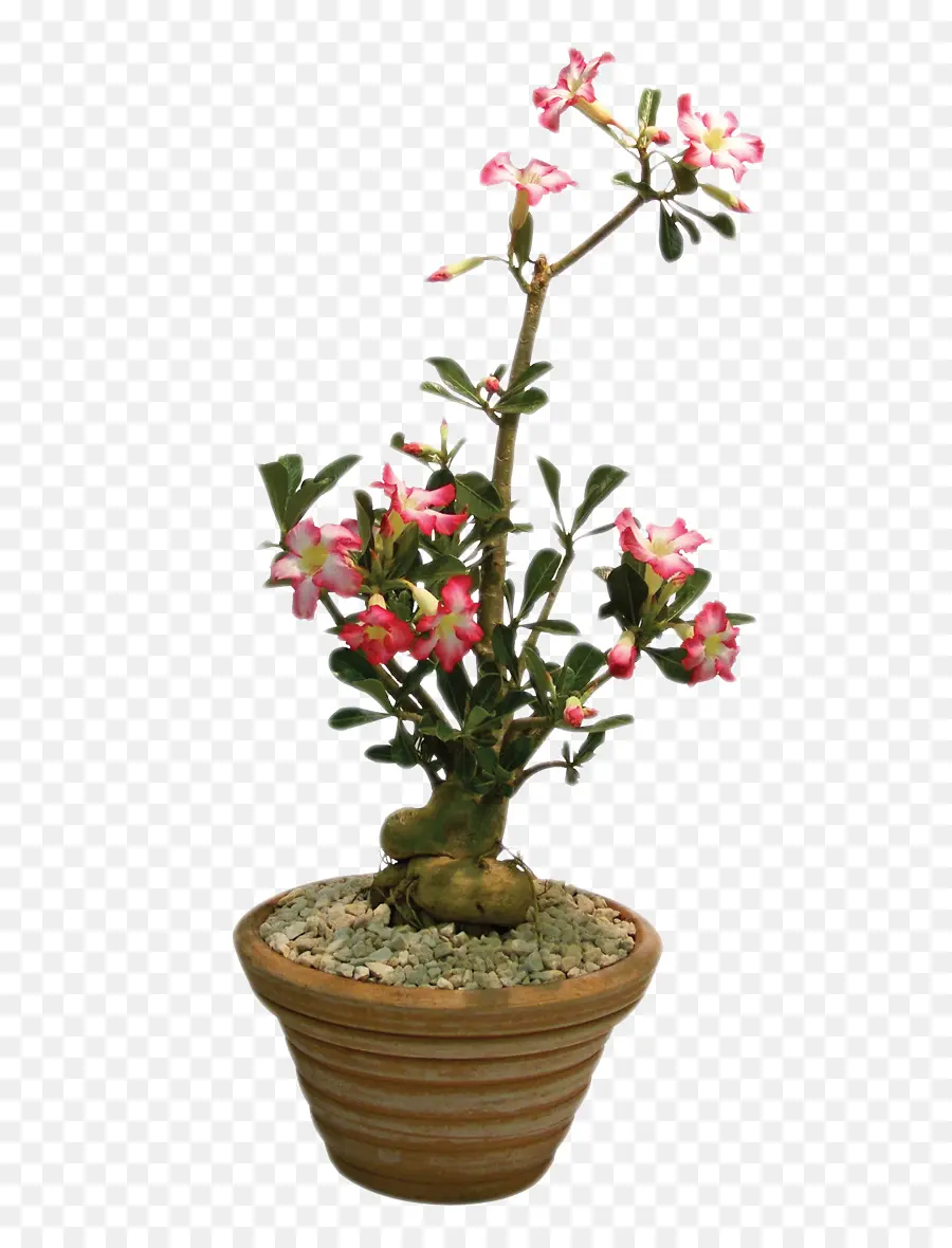 Plante，Rose PNG