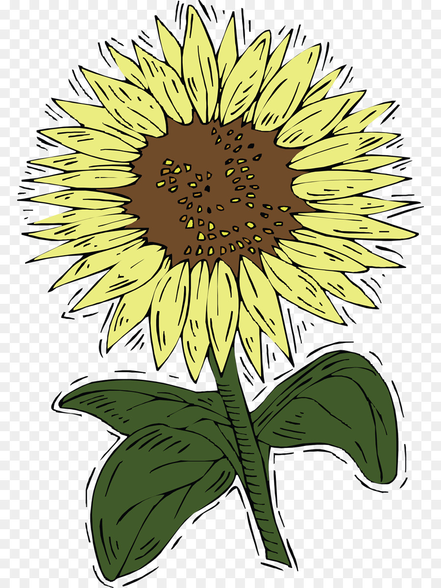 Tournesols，Fleurs PNG