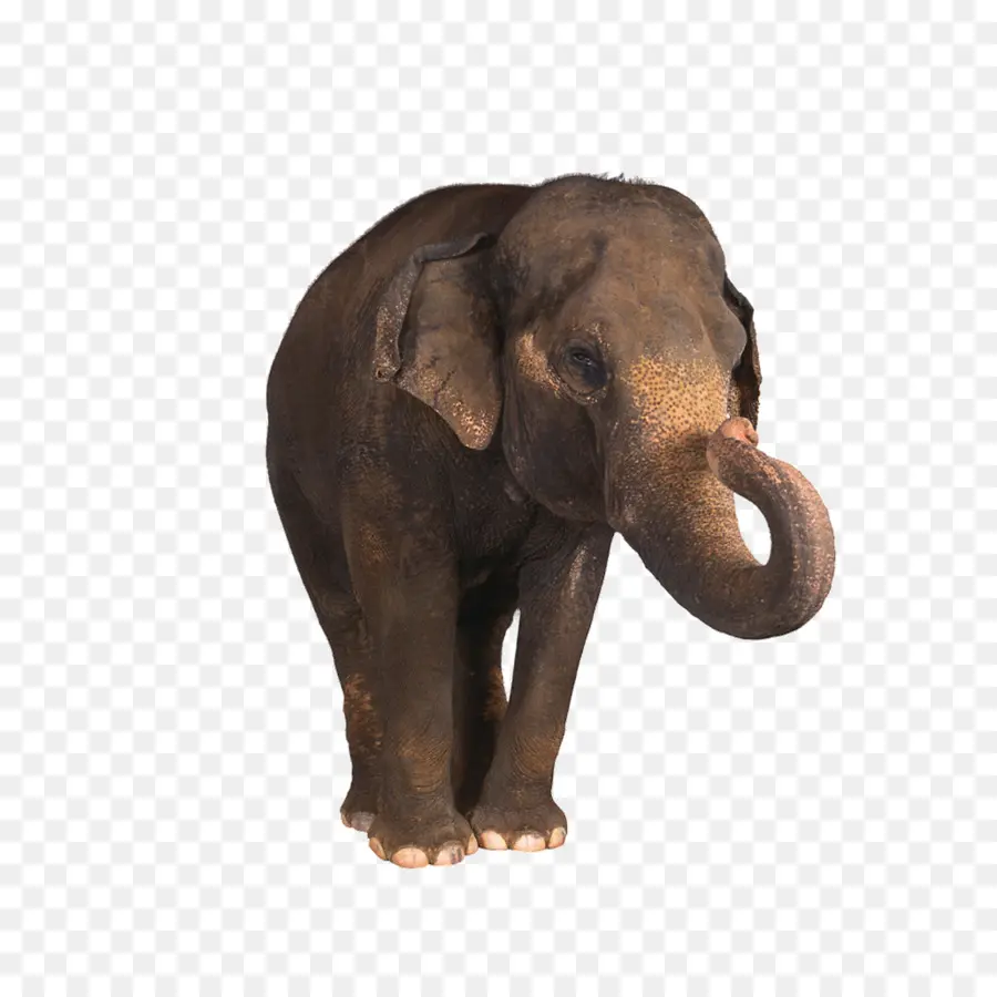 Bébé éléphant，Jeune PNG