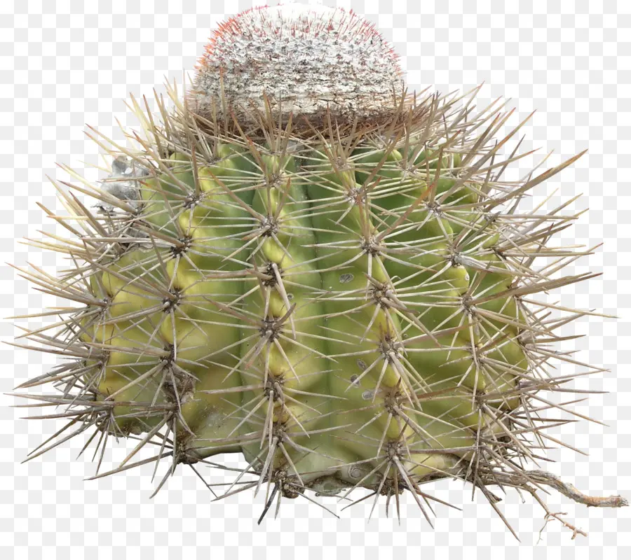 Cactus，Hérissé PNG