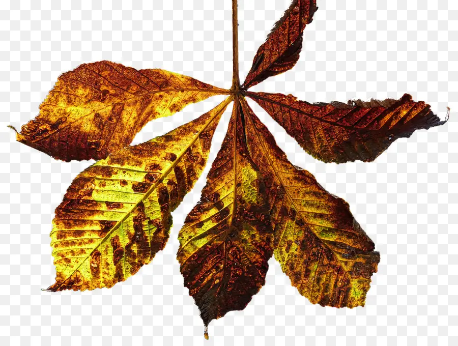 Feuille D'automne，Automne PNG