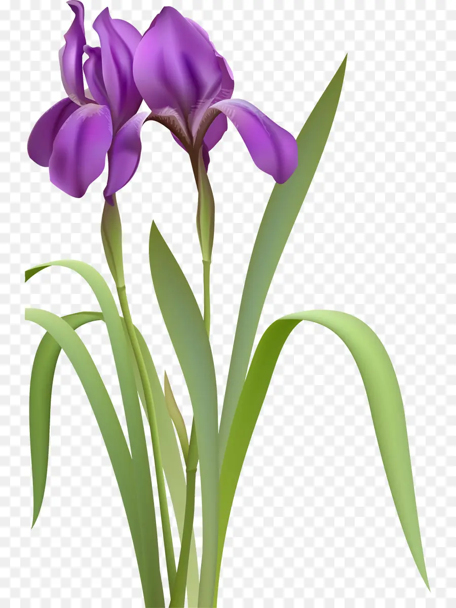 Fleur Violette，Usine PNG