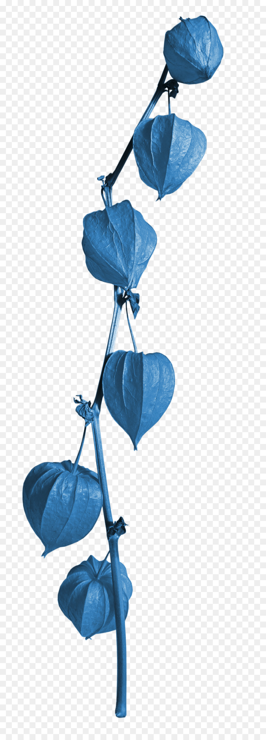 Mangrove，Bleu PNG