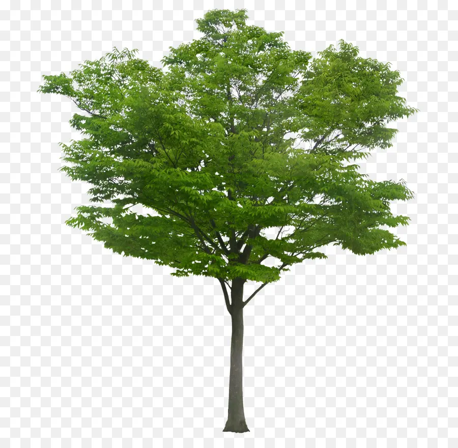 Arbre，Nature PNG