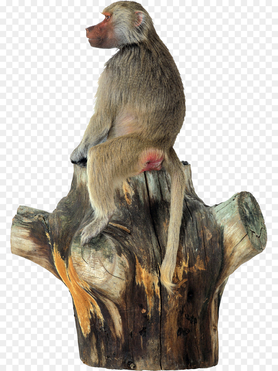 Singe，Animal PNG