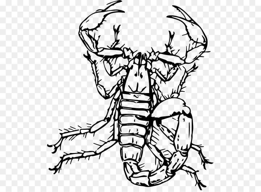 Scorpion，Insecte PNG