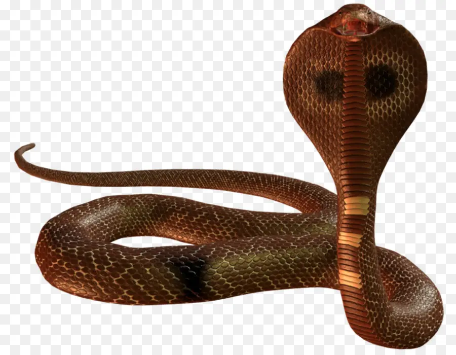 Serpent Noir，Reptile PNG