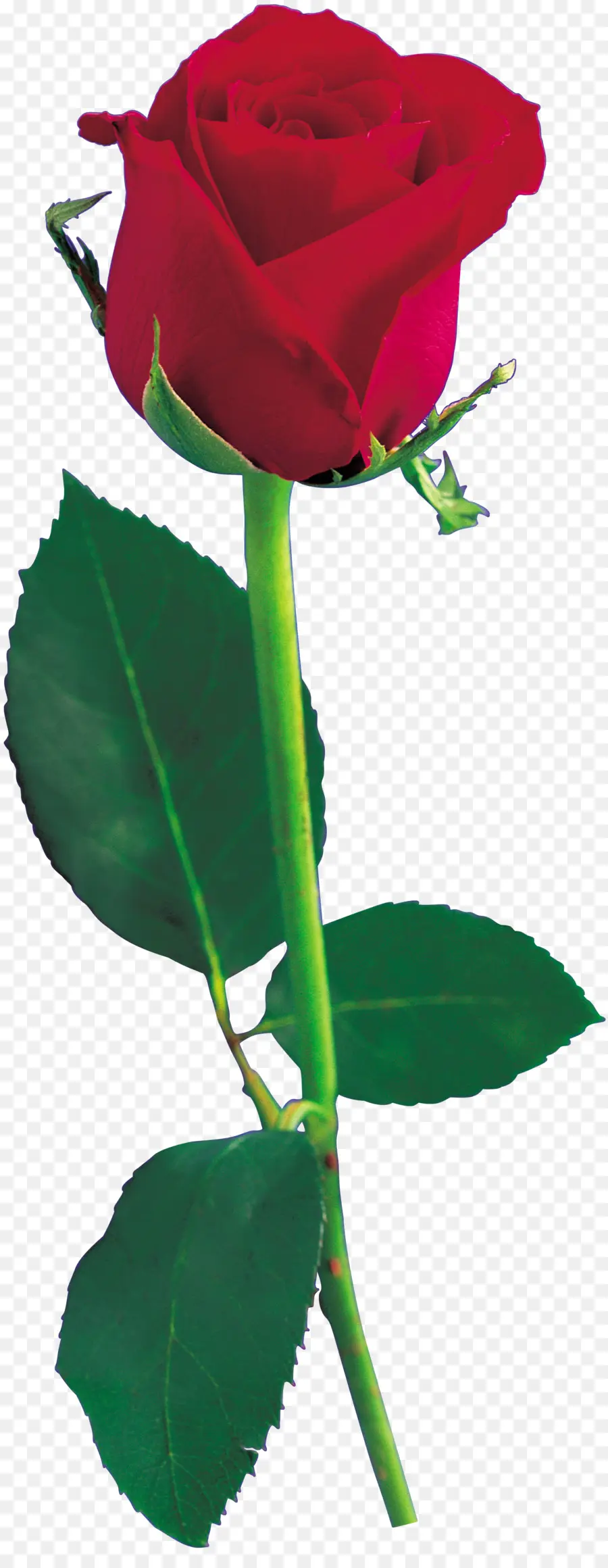 Rose Rouge，Floraison PNG