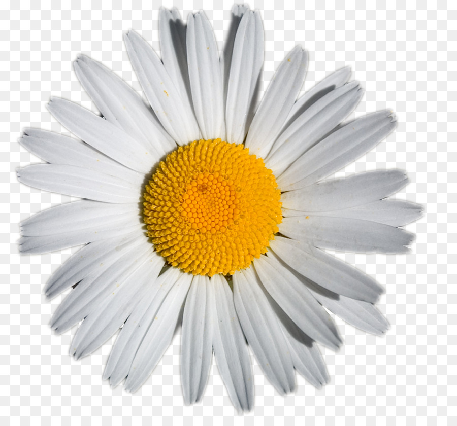 Marguerite，Blanc PNG