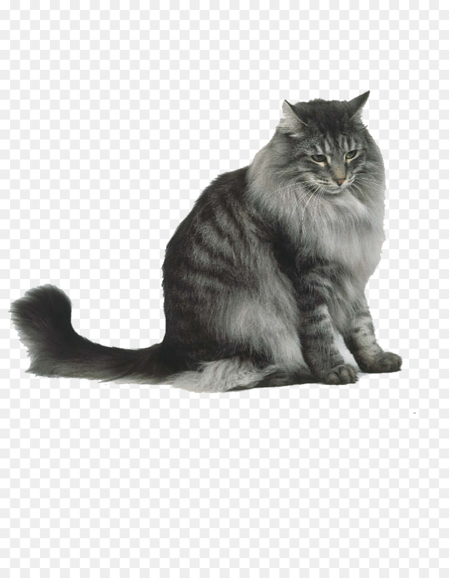 Chat Norvegien De Foret Chat Siberien Le Maine Coon Png Chat Norvegien De Foret Chat Siberien Le Maine Coon Transparentes Png Gratuit