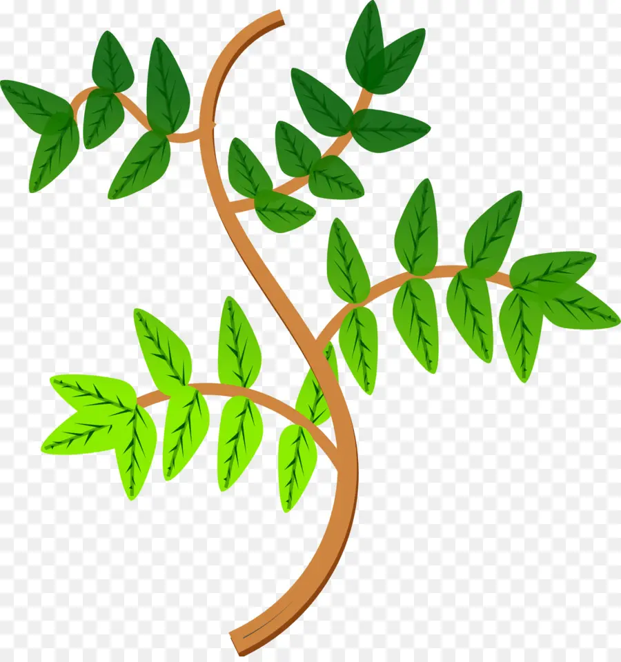 Vigne Verte，Feuilles PNG