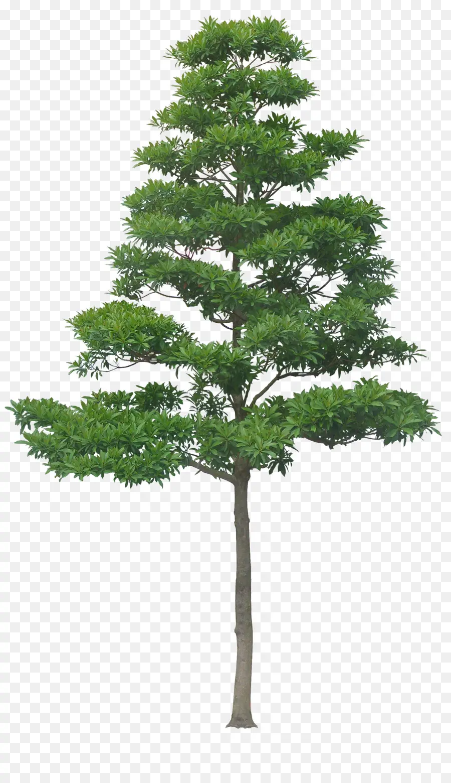 Arbre，Maison PNG