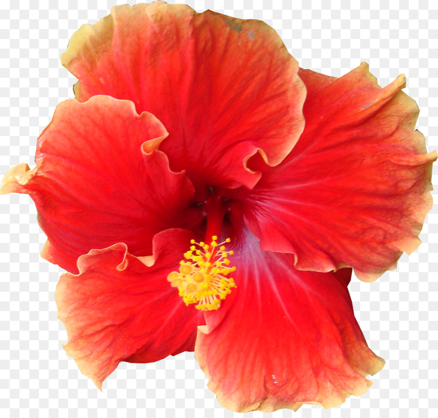 Hibiscus，Fleur PNG