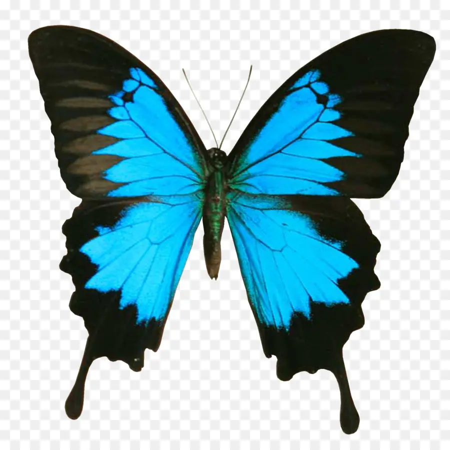 Papillon Vert，Insecte PNG