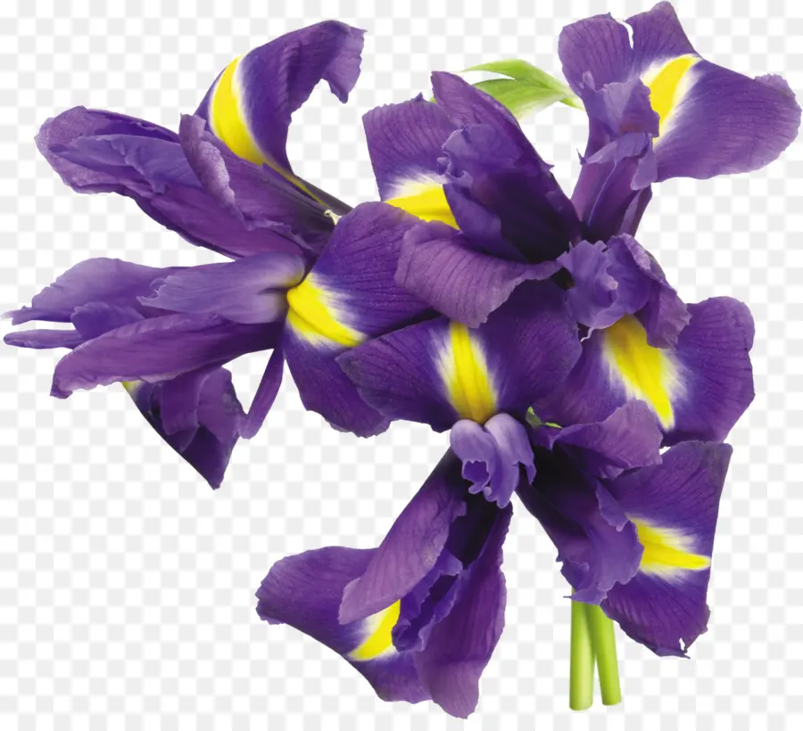 Fleurs Violettes，Iris PNG