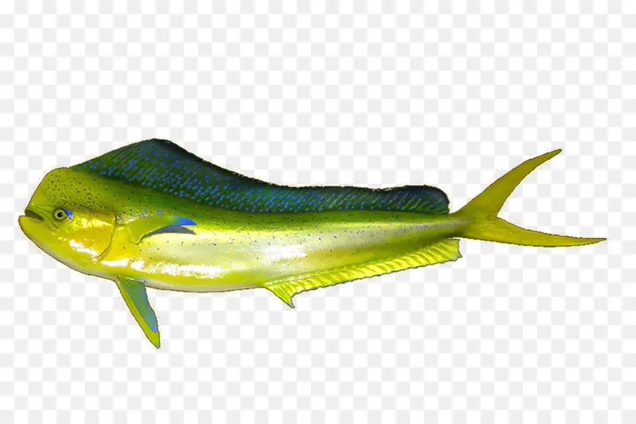 Mahimahi，Poisson PNG