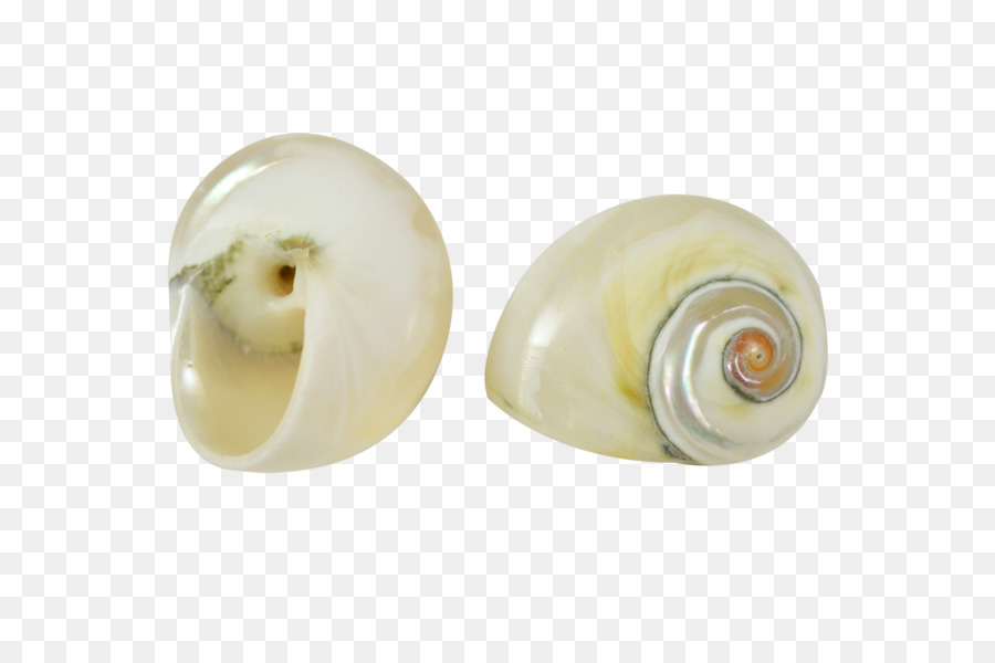 Coquillage，Escargot PNG