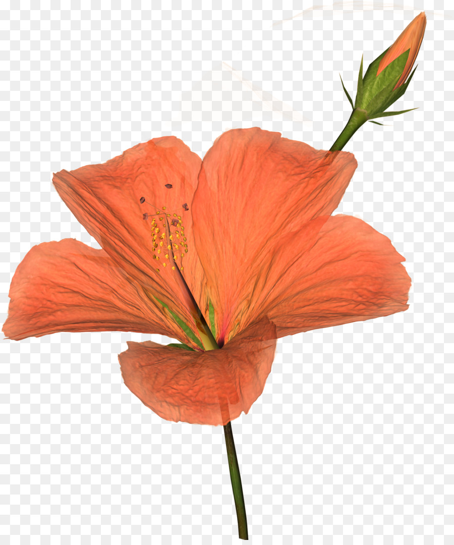 Fleur，Blanc PNG