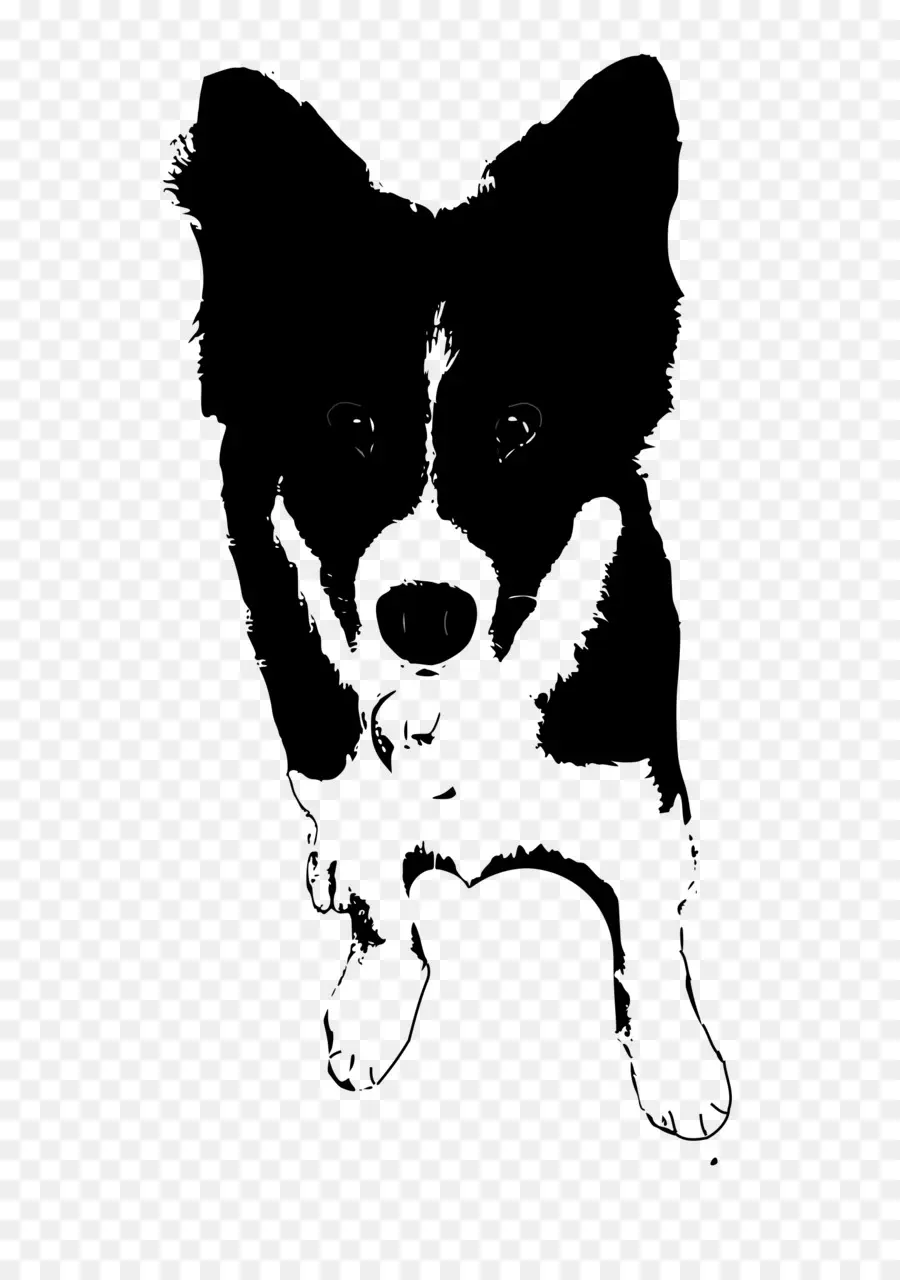 Border Collie，Colley Rugueux PNG