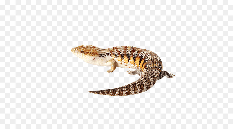 Lezard Reptile Irian Jaya De La Langue Bleue Scinque Png Lezard Reptile Irian Jaya De La Langue Bleue Scinque Transparentes Png Gratuit