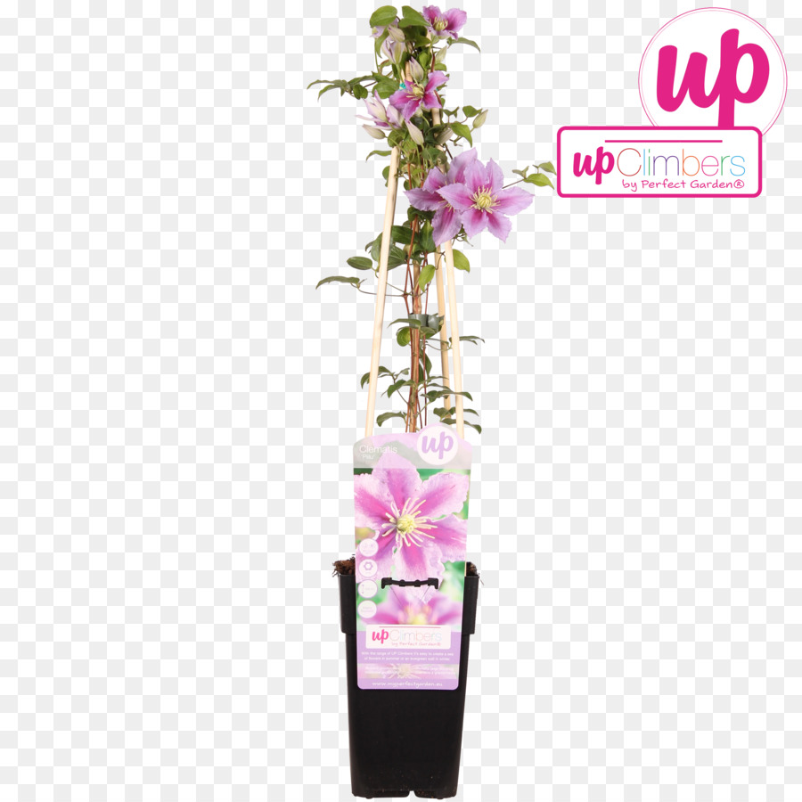 Clematis Vitalba，Fleur PNG