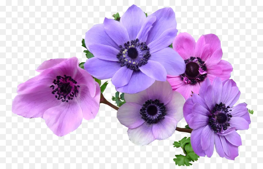 Fleurs D'anémone Violettes Et Roses，Anémone PNG