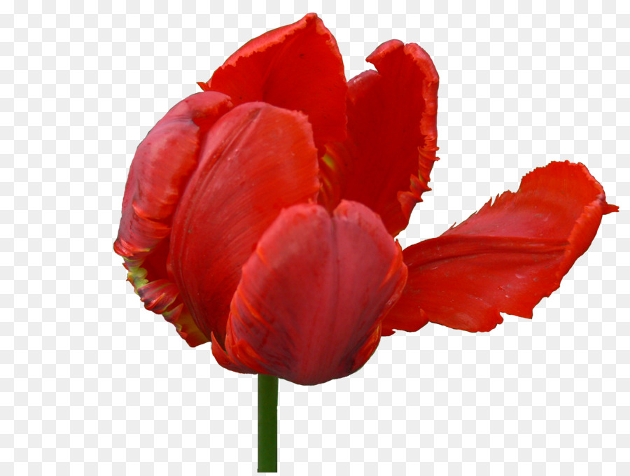 Tulip，Tulipe Noire PNG