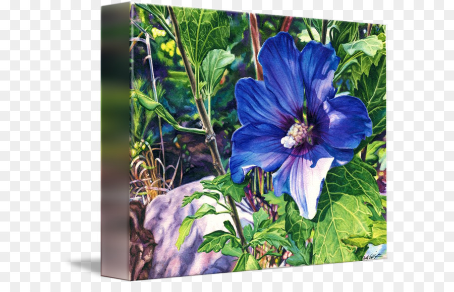 Enveloppement De Galerie，Rose De Sharon PNG