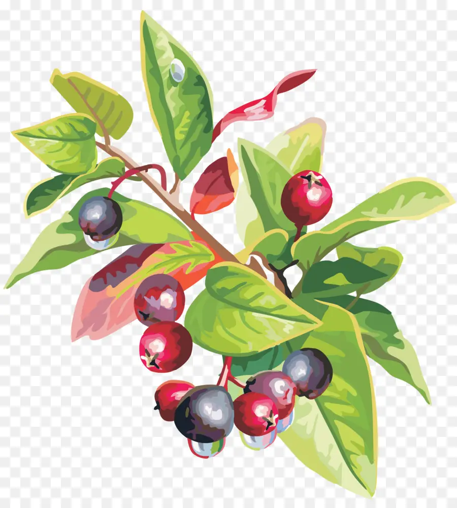 Berry，Fruits PNG