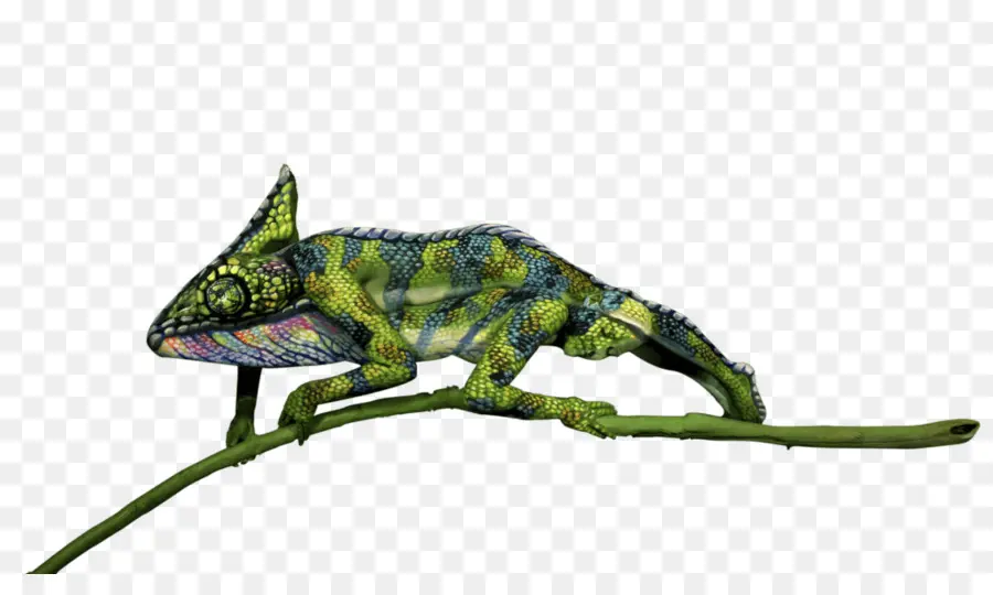 Caméléon，Reptile PNG