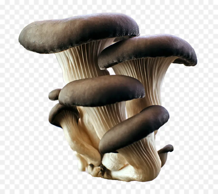 Champignon，Pleurotes PNG