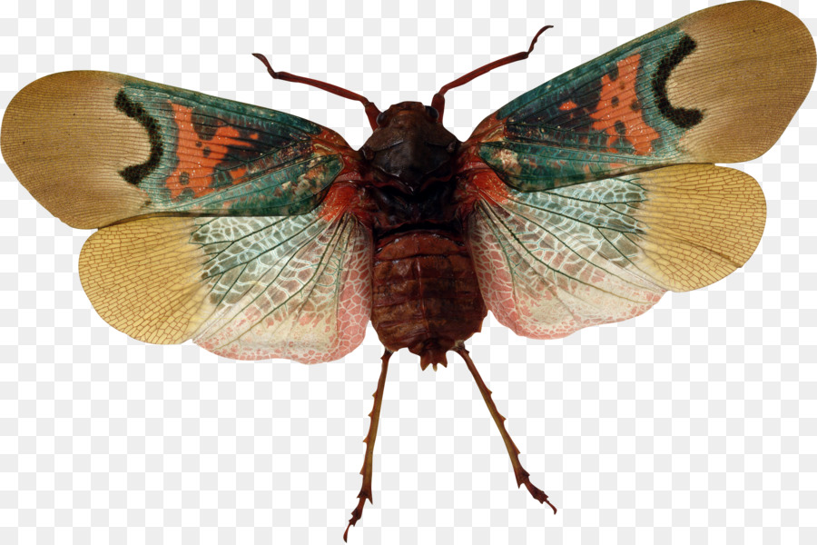 Papillon De Nuit，Ailes PNG