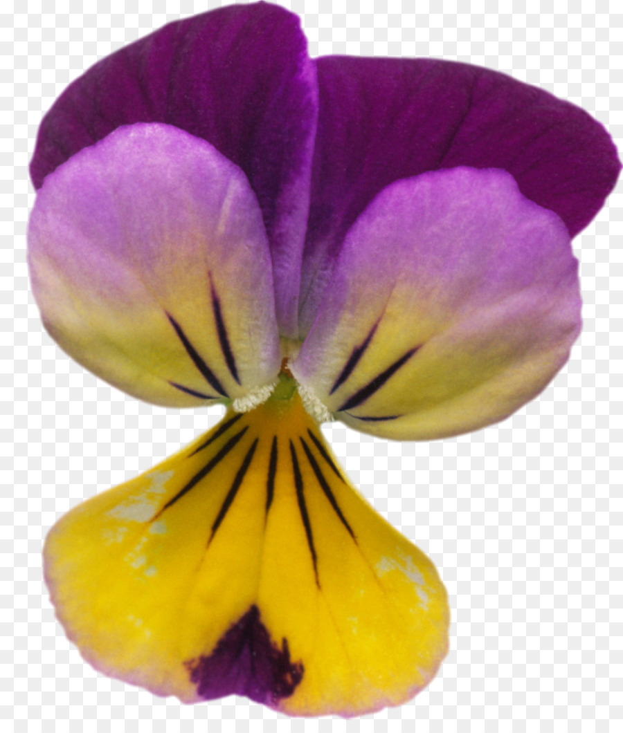 Fleurs Violettes，Fleurir PNG