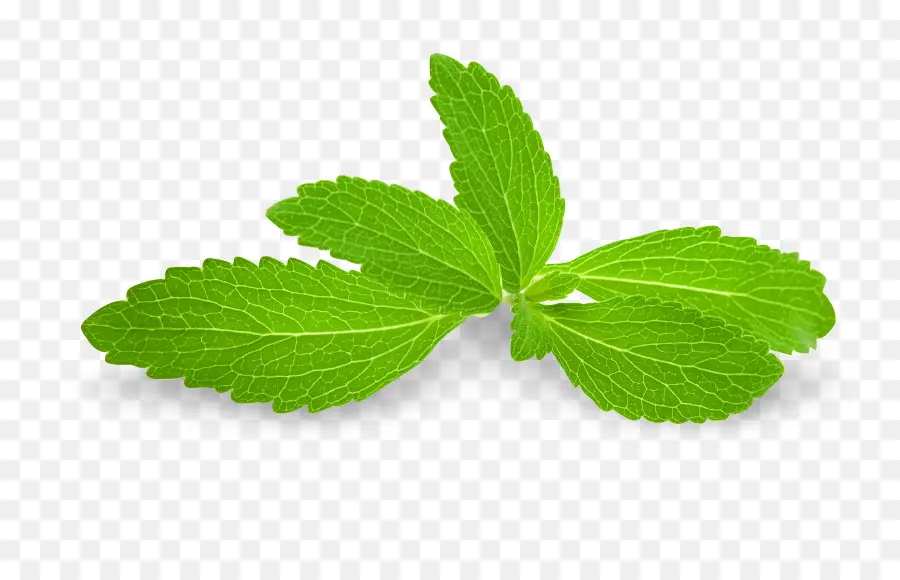 Feuilles De Menthe，Herbe PNG